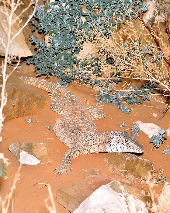 Un Varanus giganteus dans son habitat © Giuseppe Mazza