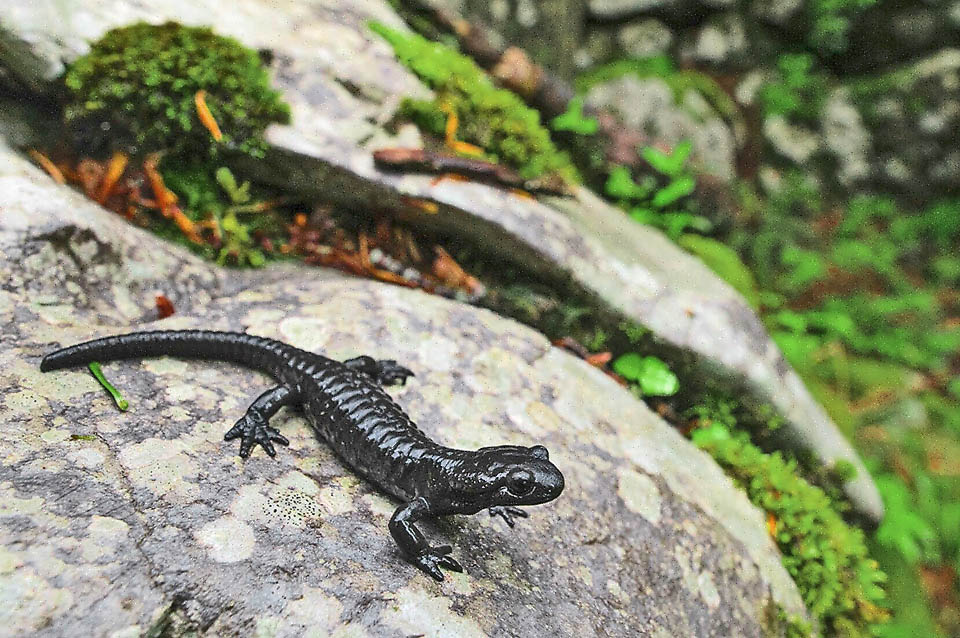Salamandra atra si trova in ambienti umidi forestali, dove &egrave; attiva principalmente di notte, riparandosi durante il giorno negli anfratti 