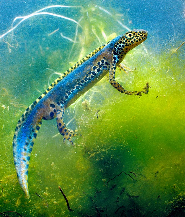 Maschio di Ichthyosaura alpestris apuanus nello splendore della sua livrea nuziale