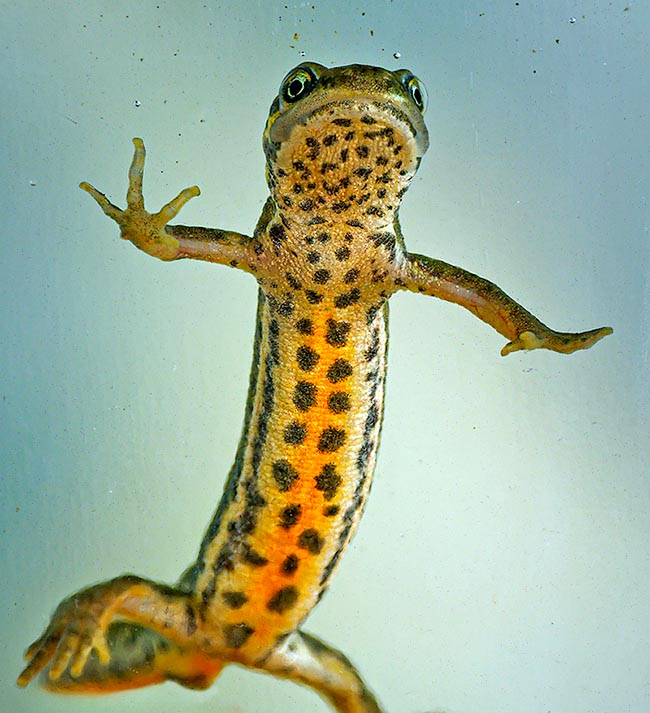 Lissotriton vulgaris Smooth newt In reproductive time Lissotriton vulgaris can be found in ditches, basins and medium/small puddles.