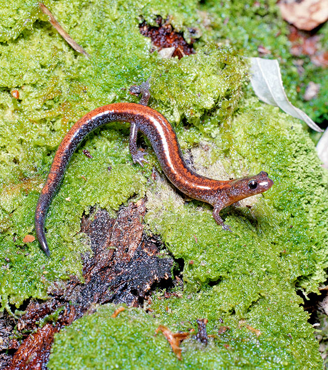 Endemica del Nord America, la Salamandra dal dorso rosso orientale (Plethodon cinereus) vive nella lettiera delle umide foreste del Canada e degli Stati Uniti, dal livello del mare fin verso i 1500 m d’altitudine 