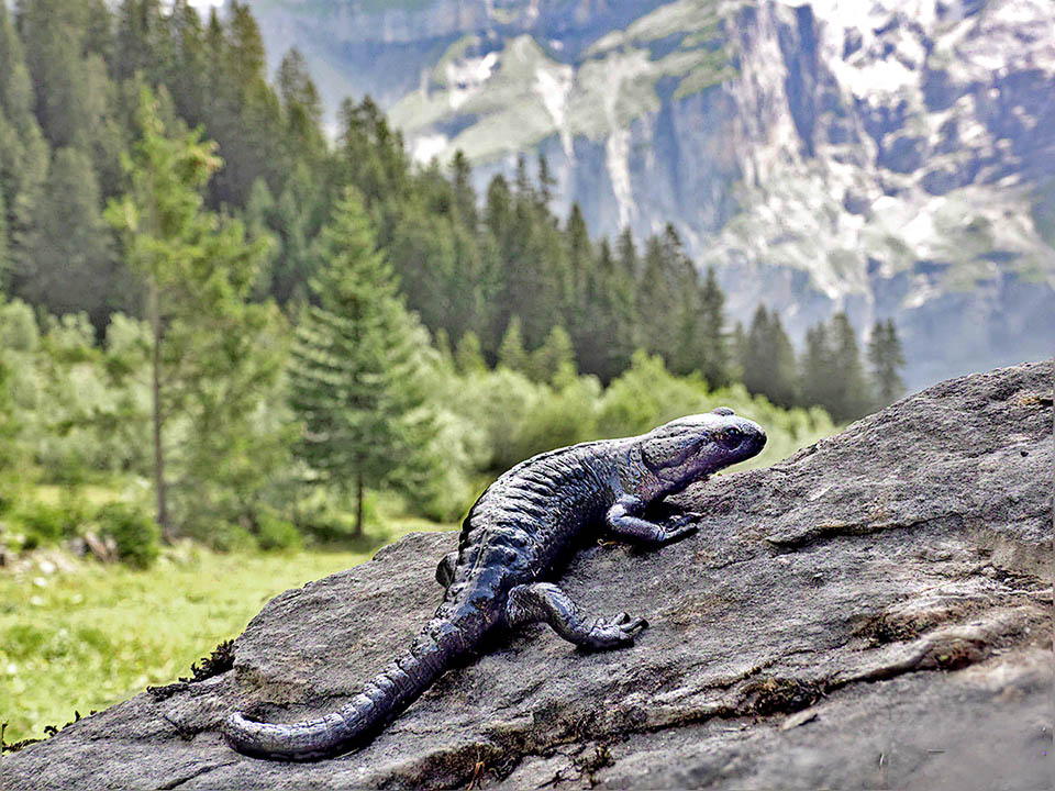 La Salamandra alpina (Salamandra atra) occupa un vasto areale in Europa tra i 400 e i 2800 metri d'altitudine.