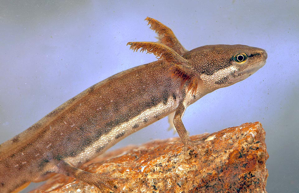 Lissotriton vulgaris neotenic If the water temperature is low, the population modest and food abounds, sime mature adults, called neotenic, decide to remain in water thus keeping the gills.