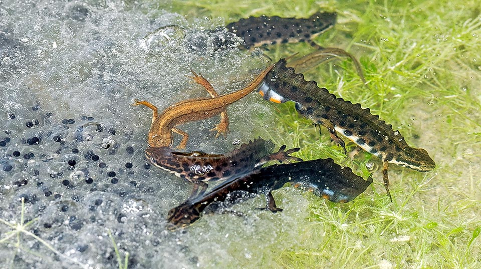Lissotriton vulgaris, Smooth newt Adult Lissotriton vulgaris vulgaris in the aquatic phase who between courtships prey on frogs legs.