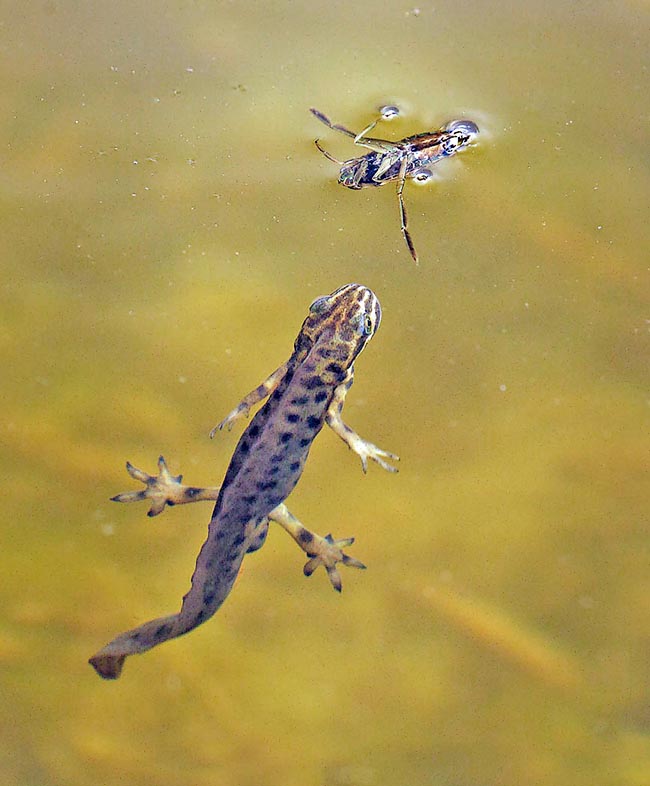 Lissotriton vulgaris, Smooth newt Naturally they don't forget the aquatic insects like this backswimmer.