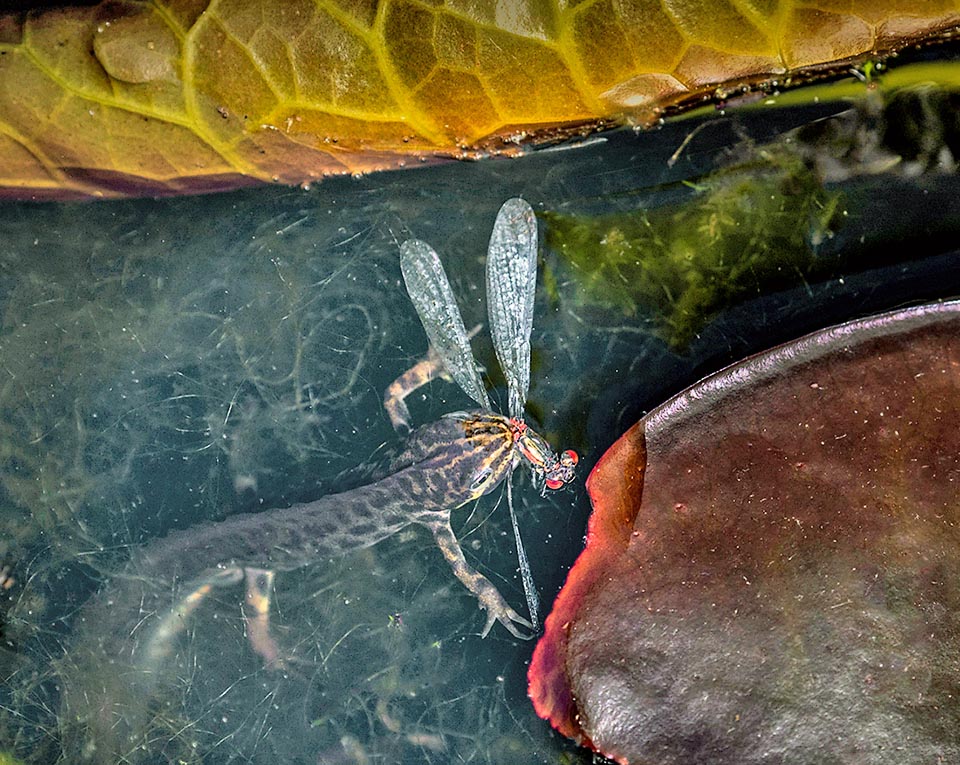 Lissotriton vulgaris, Smooth newt Here grabbed a dragonfly. On the mainland the diet is ampler with annelids, gastropods, isopods, mites, spiders, springtails and insects.
