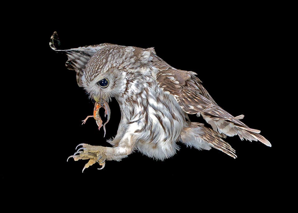 Lissotriton vulgaris, Athene noctua Lissotriton vulgaris is in turn preyed upon by fishes, snakes, waterfowls, ravens and raptors like this owl (Athene noctua).