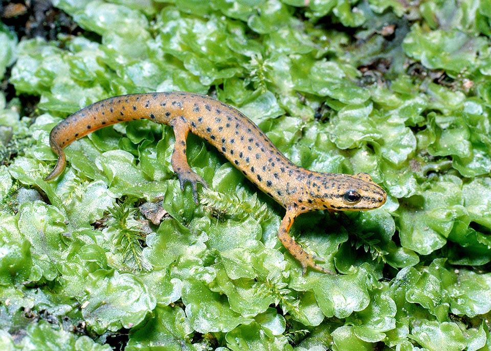 Lissotriton vulgaris, Smooth newt Juvenile metamorphosed on mainland exploring its new world. Sexual maturity is reached when two or three years old, and lifespan is of 6-14 years.