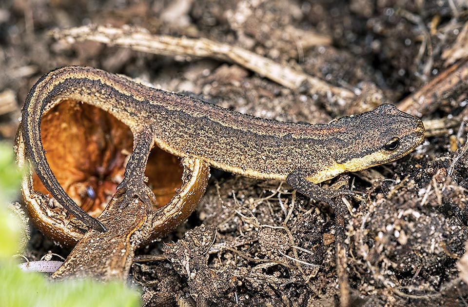 Lissotriton vulgaris, Smooth newt Then the skin gets wrinkled and colour more mimetic. It will shelter to spend winter under the stump of a tree or some soil cavity waiting for the nice season.