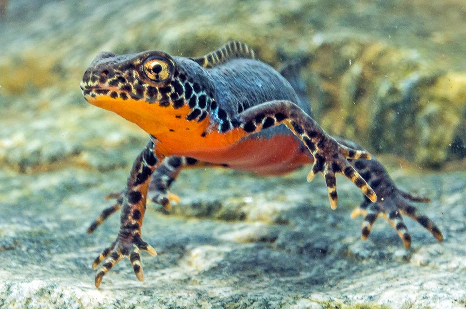 La couleur des flancs crée un superbe contraste avec le ventre orange vif 