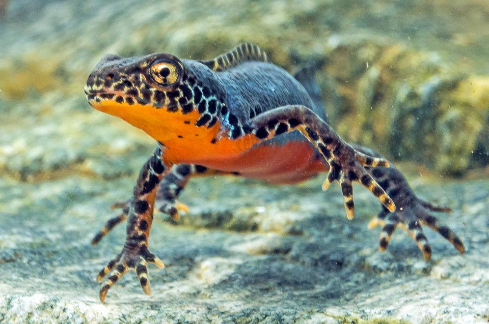 ichthyosaura-alpestris-monaco-nature-encyclopedia