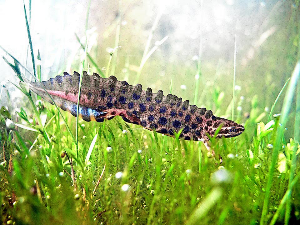 Lissotriton vulgaris vulgaris, Smooth newt Nominal subspecies male, Lissotriton vulgaris vulgaris, characterized by a serrated dorsal crest and strokes of blue on the tail.
