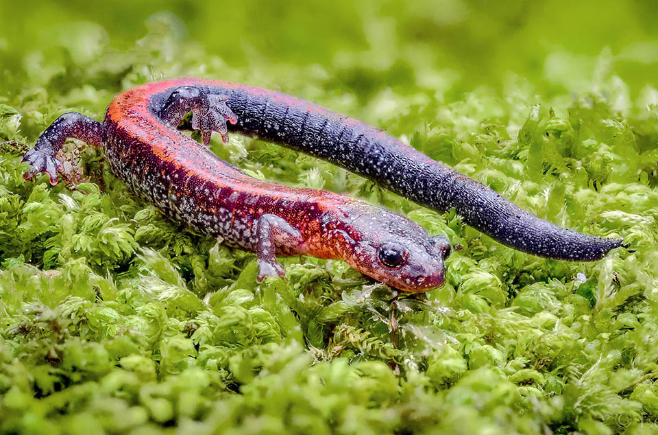 Comme tous les Plethodontidae il n'a pas de poumons. La respiration est assurée par la peau qui doit rester constamment humide 