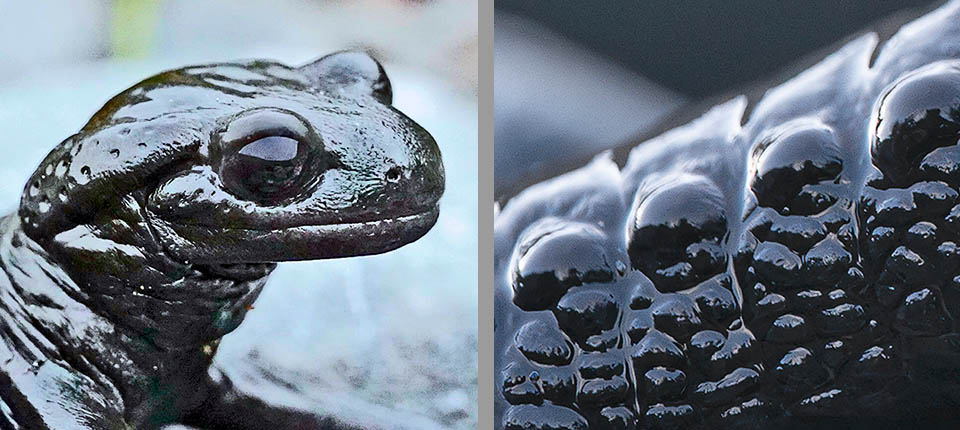 Si protegge con secreti rilasciati da ghiandole sparse sul corpo. Il capo ne presenta due grandi dette parotoidi, mentre sul dorso hanno un aspetto tondeggiante