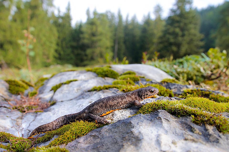 Ichthyosaura alpestris lives in mountain habitats, alternating breeding aquatic phases to earth phases with rougher skin