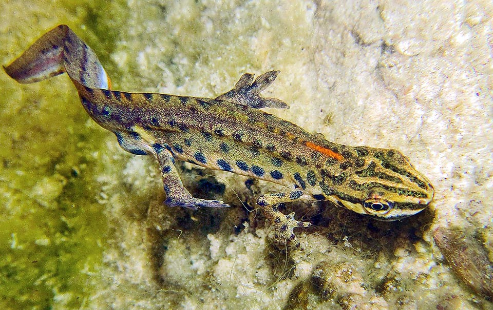 Lissotriton vulgaris meridionalis Lissotriton vulgaris meridionalis is common in Italy, it has instead a uniform low crest and the toes of the rear legs conspicuously palmate.