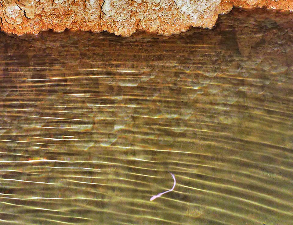 È una specie stigobia, presente cioè solo nei corsi d’acqua delle grotte, ma dopo forti piogge se questi salgono di livello può trovarsi anche a cielo aperto 