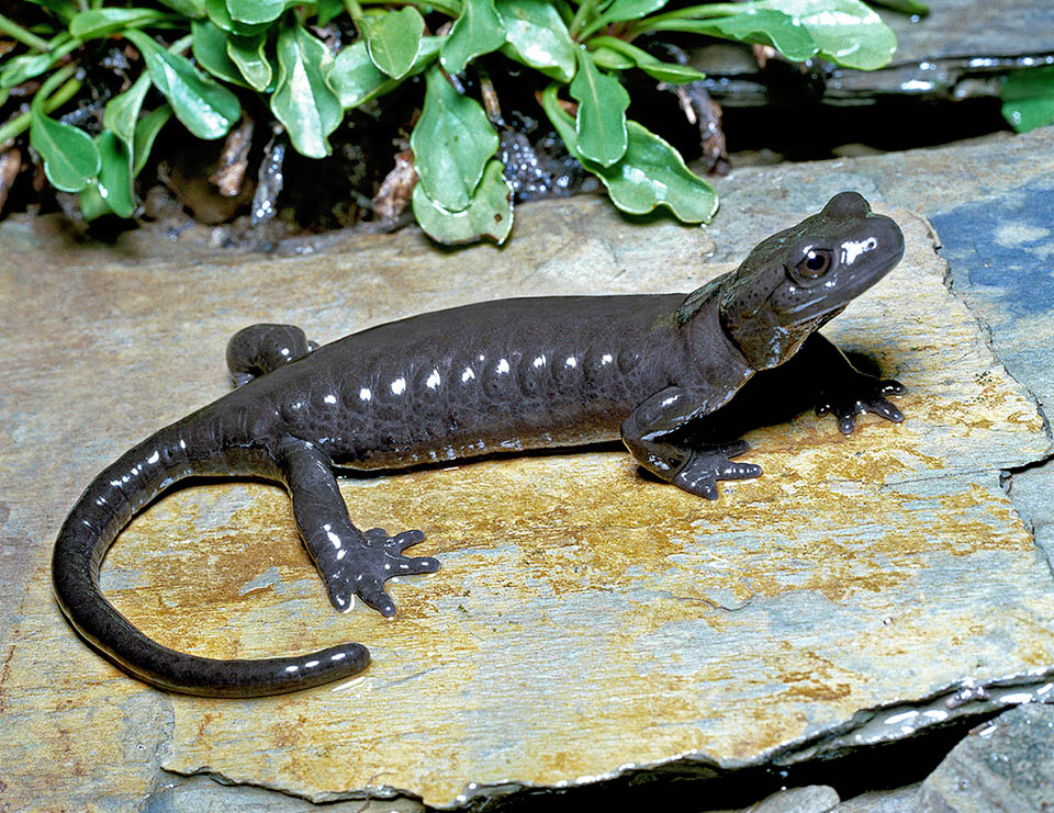 Misura 11-12 cm, con un massimo di 14 in femmine adulte. Non presenta un particolare dimorfismo sessuale ma esistono varie sottospecie. 