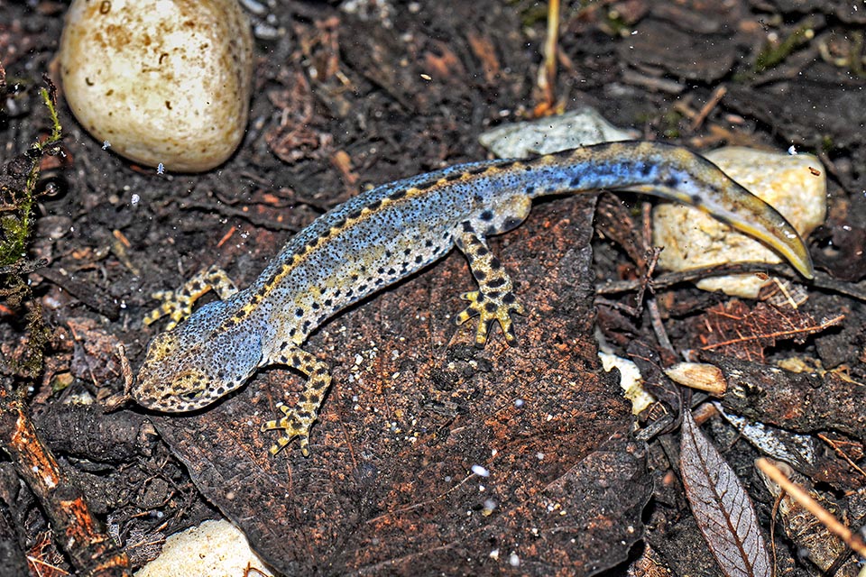 Un maschio con la sua caratteristica cresta dorsale. Le femmine, più grandi, raggiungono i 120 mm con una livrea è sbiadita, verdognola o beige-marrone fino al nero 