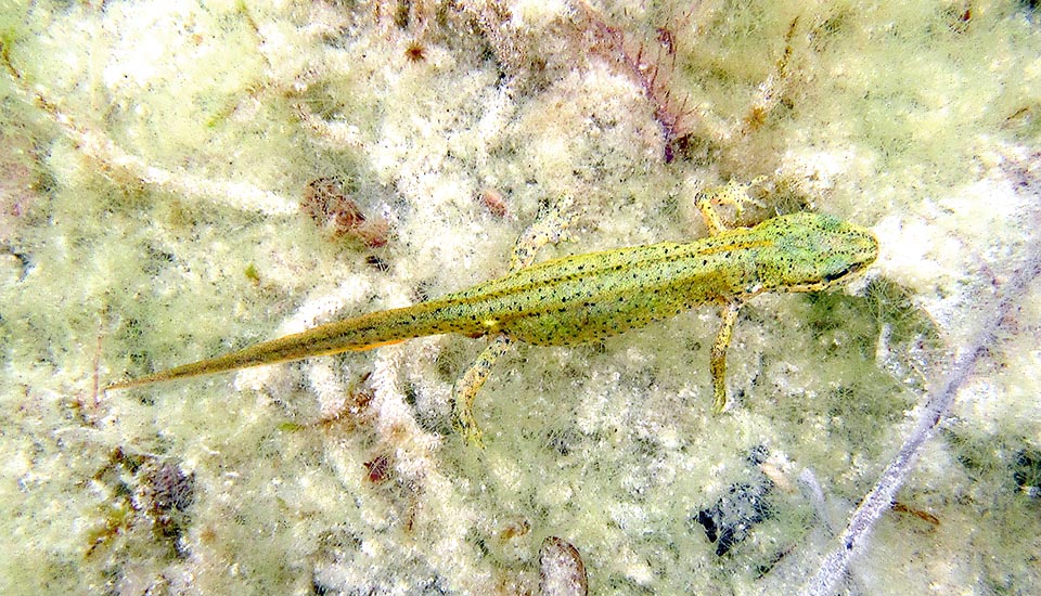 Lissotriton vulgaris meridionalis female Females are crestless and those of Lissotriton vulgaris meridionalis are studded with black dots on a greenish livery.