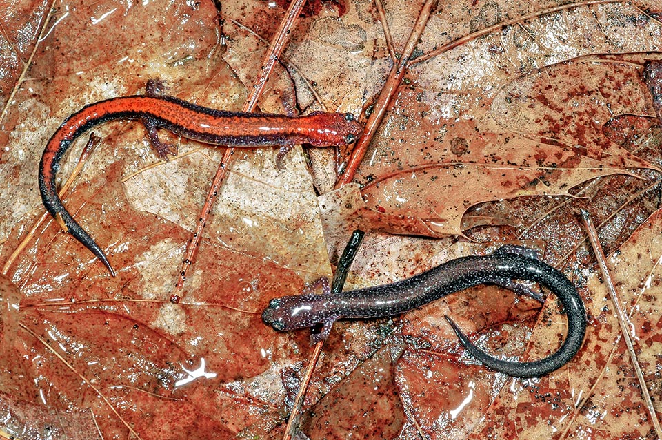 Il présente suivant les lieux deux variantes de couleurs : dos rouge ou plomb, alors que ses flancs sont toujours noirs ou gris foncé plus claires sur le ventre avec des marbrures 