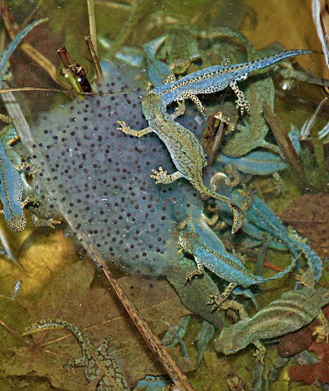 Le régime des adultes varie naturellement selon la phase. Ici ils festoient en mangeant des oeufs pondus par une grenouille