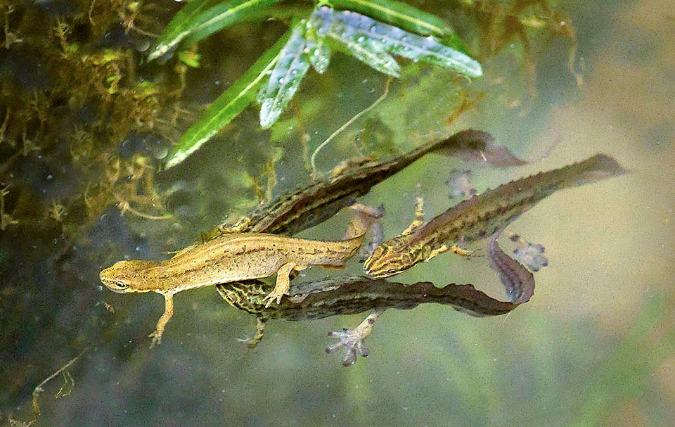 Lissotriton vulgaris vilgaris The nominal ones have brown reddish shades. Here one chased by three suitors and it is not excluded that it may accept them all.