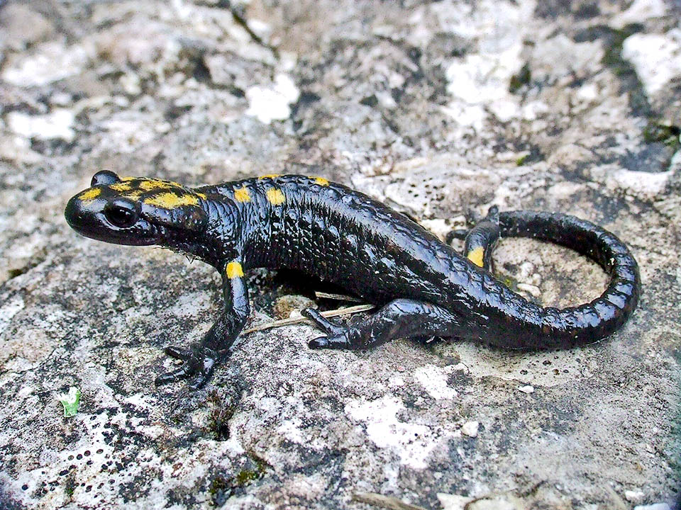 Salamandra atra pasubiensis, endemica del versante meridionale del Massiccio del Pasubio, si differenzia per piccole macchie isolate.