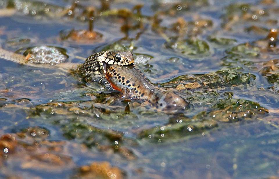 Mais les serpents aquatiques sont aux aguets et ce malheureux triton alpestre est déjà dans la gueule d'une couleuvre à collier (Natrix natrix)