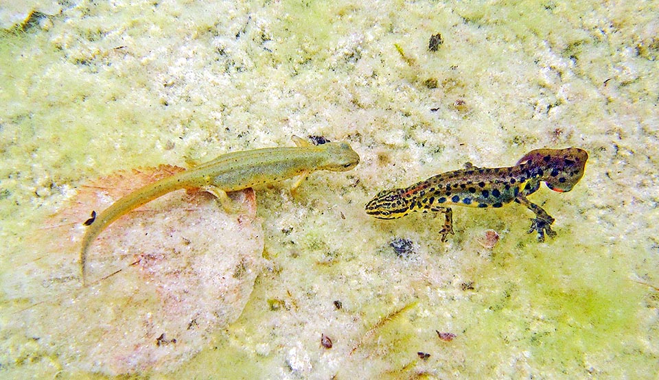 Lissotriton vulgaris meridionalis Lissotriton vulgaris meridionalis in wedding parade. It vibrates its tail to spread its olfactory stimuli, the pheromones, towards the female.
