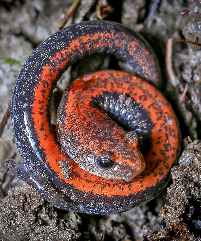 Female curled up in a defensive position. In this way they protect the fecundated eggs until hatching