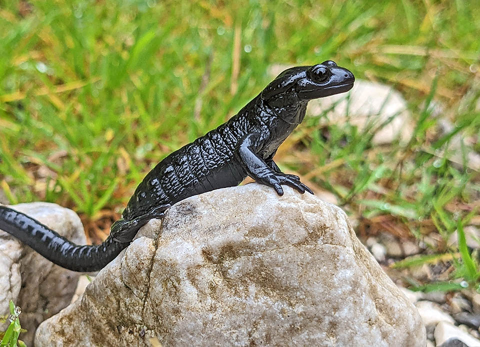 I maschi della Salamandra alpina controllano un territorio dove lasciano entrare solo le femmine.