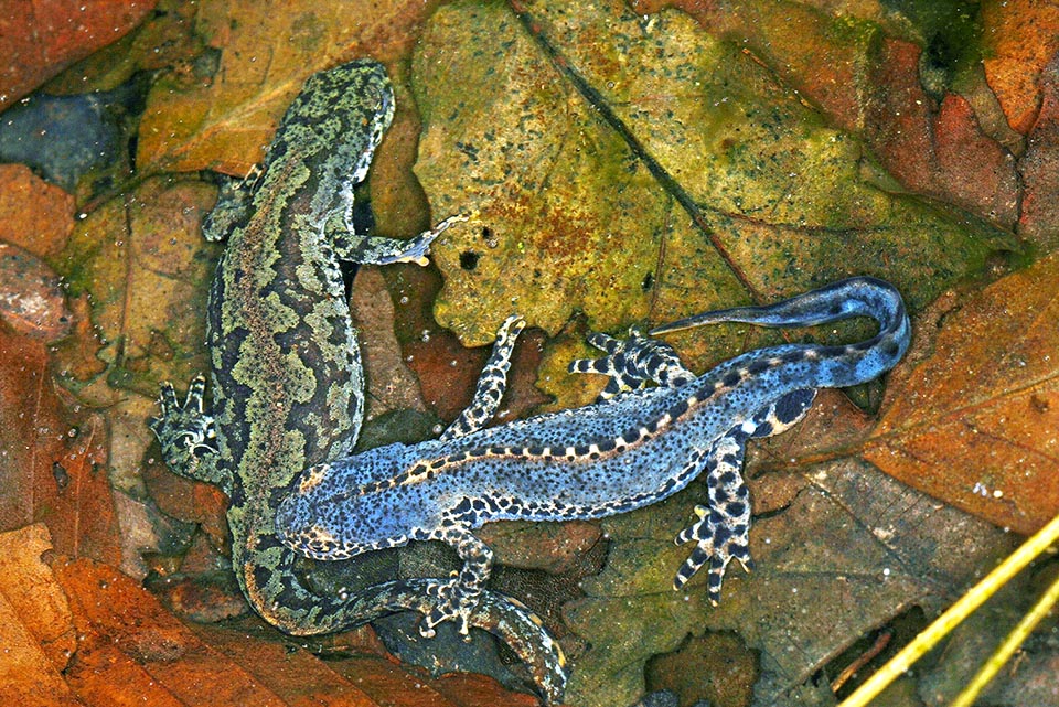 After courting ritual the male, right, releases one spermatophore on the bottom. A valuable gift for the female who collects it and inserts into the cloaca 