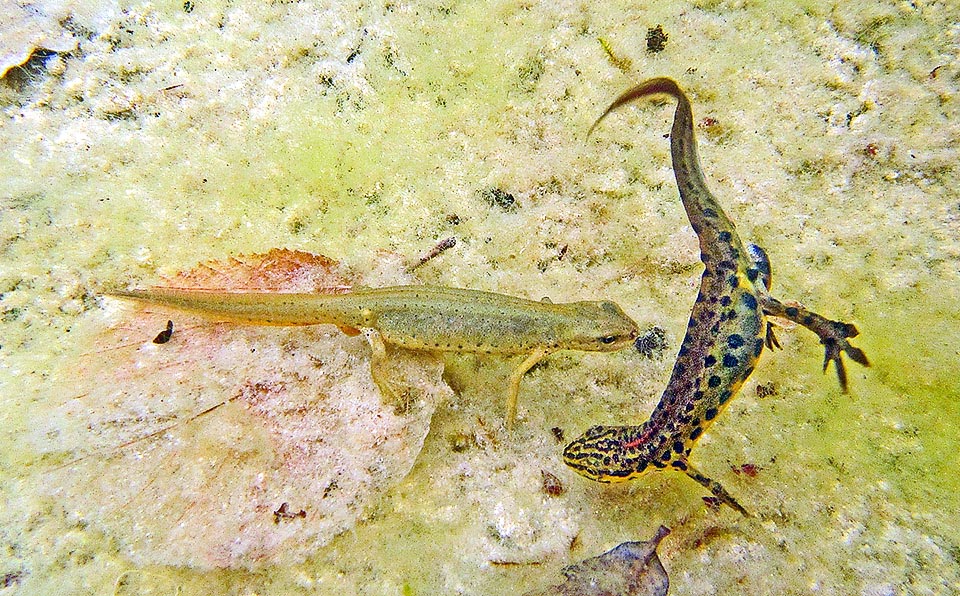 Lissotriton vulgaris meridionalis Then wriggles vertically showing the cloaca. If the female touches it with the snout will mean that it accepts the spermatophore, capsule with sperm it will lay on the bottom.