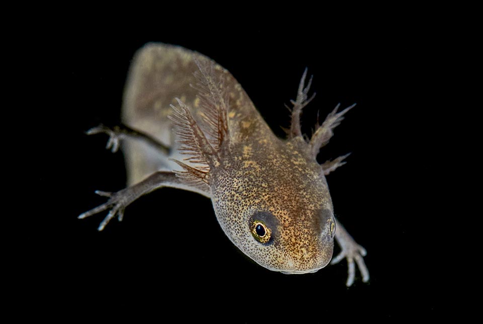 Larve d'Ichthyosaura alpestris. Son développement s'accomplit en général en quelques mois mais en altitude ou là où la nourriture se raréfie il faut plusieurs saisons pour la métamorphose 