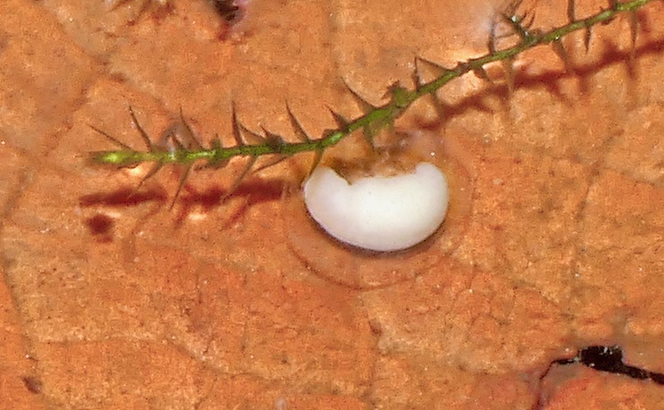 Lissotriton vulgaris meridionalis egg Egg with embryo growing in its jelly mass. They hatch when 10-20 days old depending on the temperature of the water.