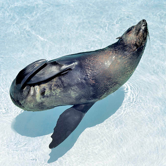 Arctocephalus gazella, Otariidae, otarie à fourrure antarctique