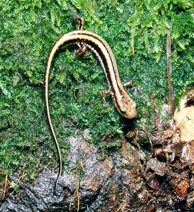 Eurycea guttolineata, Plethodontidae
