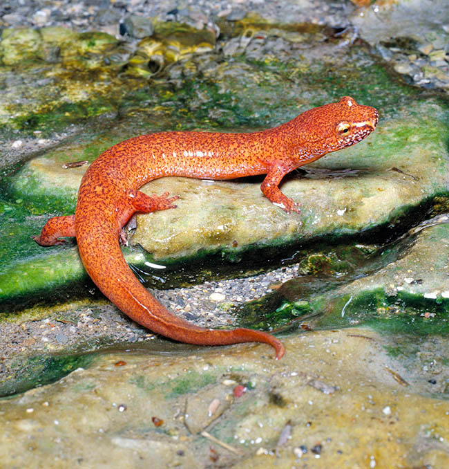 Gyrinophilus porphyriticus, Plethodontidae, Spring salamander