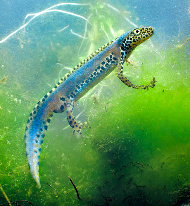 Ichthyosaura alpestris, Triturus alpestris, Mesotriton alpestris, Salamandridae Ichthyosaura alpestris, Triturus alpestris, Mesotriton alpestris, Salamandridae