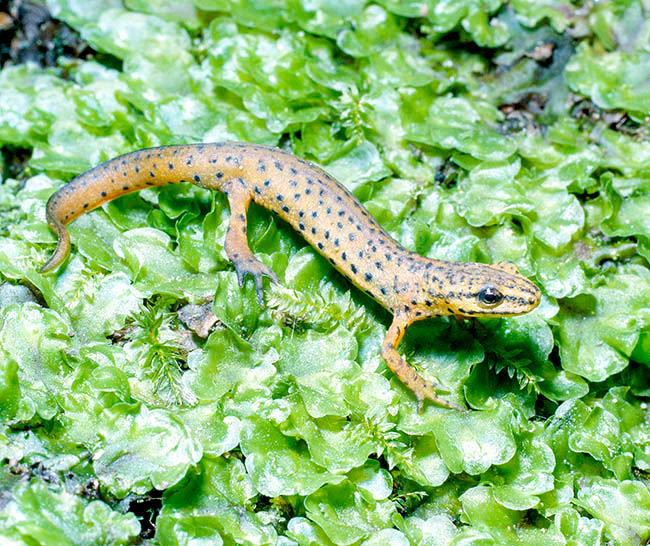 Lissotriton vulgaris, Triturus vulgaris dalmatinus, Salamandridae Lissotriton vulgaris, Triturus vulgaris dalmatinus, Salamandridae