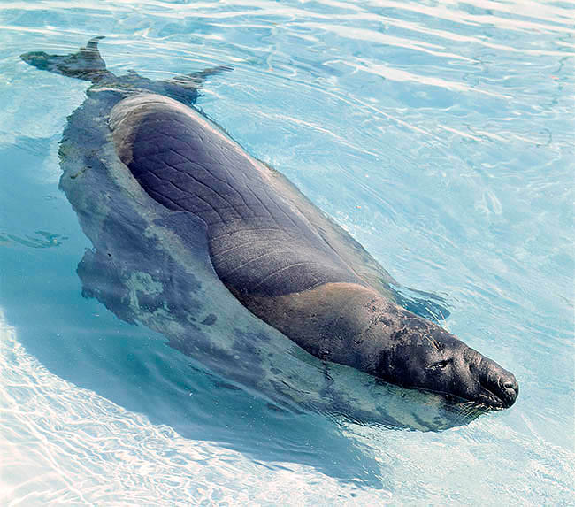 Mirounga leonina, Phocidae, elefante marino del sud