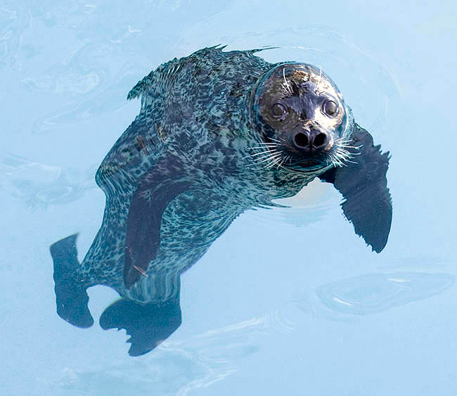 Phoca vitulina, Phocidae, harbor seal, common seal