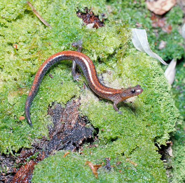 Plethodon cinereus, Plethodontidae Plethodon cinereus, Plethodontidae