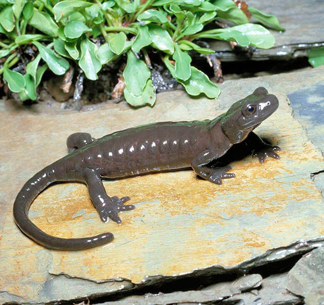 Salamandra atra, Salamandridae