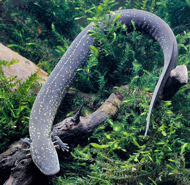 Siren lacertina, Sirenidae