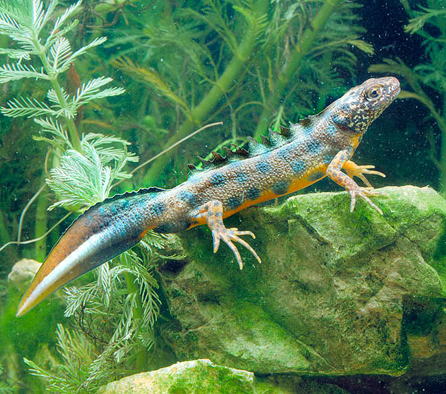 Triturus cristatus, Salamandridae, Tritone crestato maschio Triturus cristatus, Salamandridae, Tritone crestato maschio