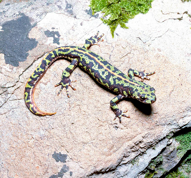 Triturus cristatus, Salamandridae, Marbled newt