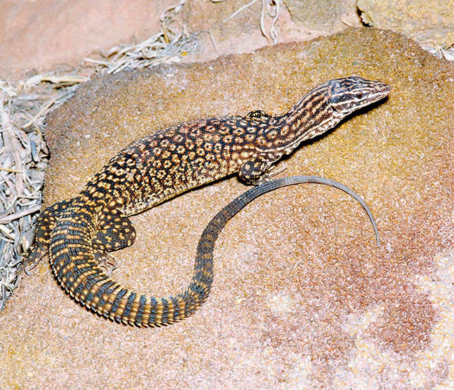 Varanus acanthurus, Varanidae, Varan à queue épineuse