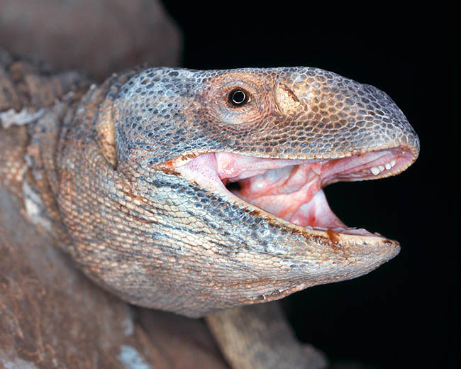 Varanus exanthematicus, Varanidae, varano de sabana